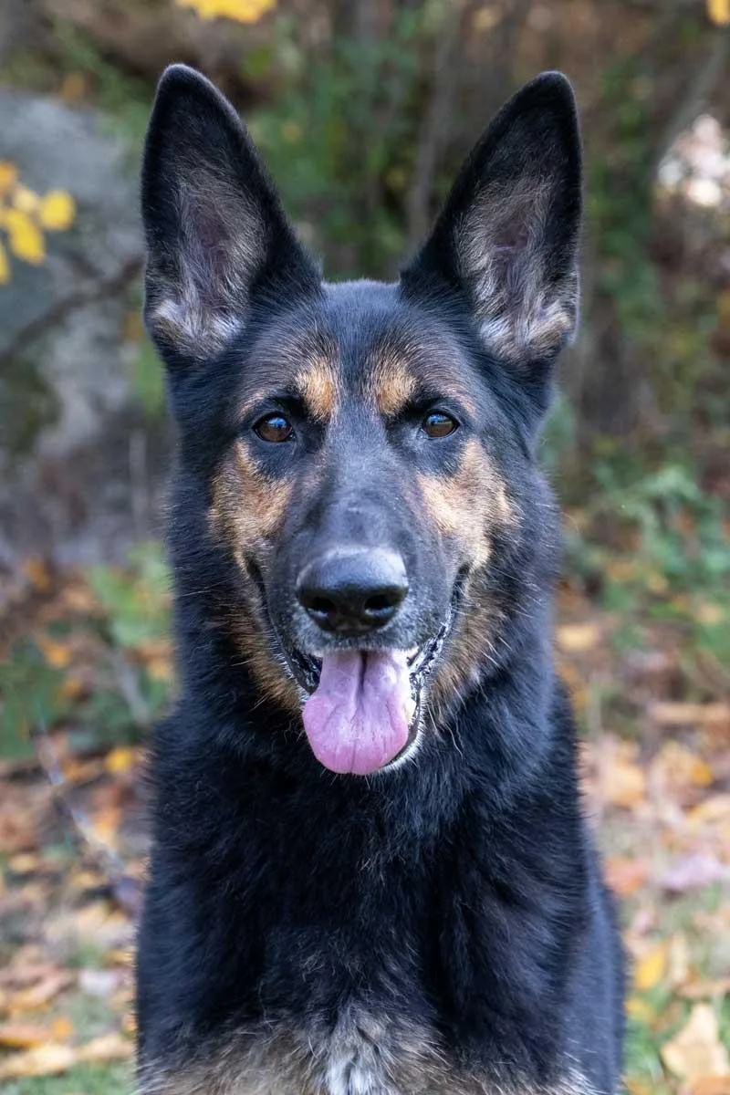 An adult large-sized female Black German Shepherd Dog named Myla for adoption in Wayland, MA