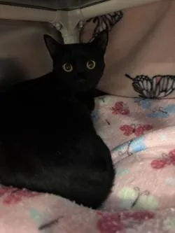 Nova