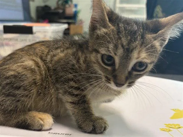 A baby small-sized female Brown / Chocolate Domestic Short Hair cat named Diamond for adoption in Tavares, FL