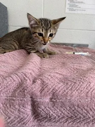 A baby small-sized male Domestic Short Hair cat named Thomas for adoption in Port Allen, LA