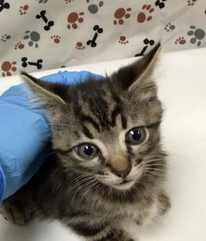 A baby small-sized male Domestic Short Hair cat named Polly for adoption in Riverside, CA