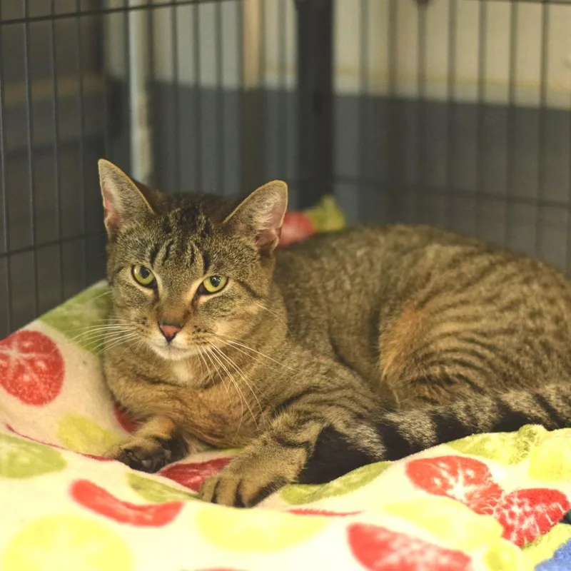 A young medium-sized female Brown / Chocolate Domestic Short Hair cat named Gertrude for adoption in Belleville, IL