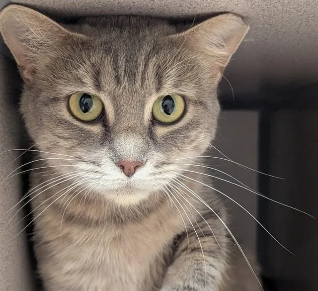 A young small-sized female Domestic Short Hair cat named Yara for adoption in Aliquippa, PA