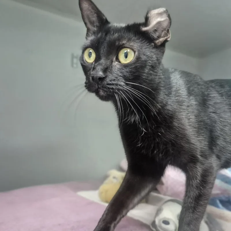 A young medium-sized female Domestic Short Hair cat named Morticia for adoption in Newark, NJ