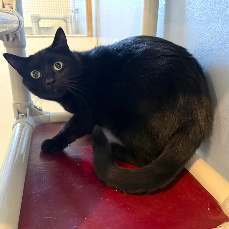 A young large-sized male Black Domestic Short Hair cat named Charcoal for adoption in La Crescent, MN