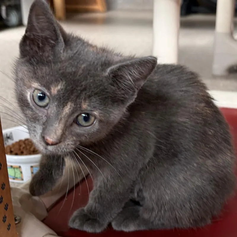 A baby small-sized female Domestic Short Hair cat named Roxy for adoption in Sarasota, FL