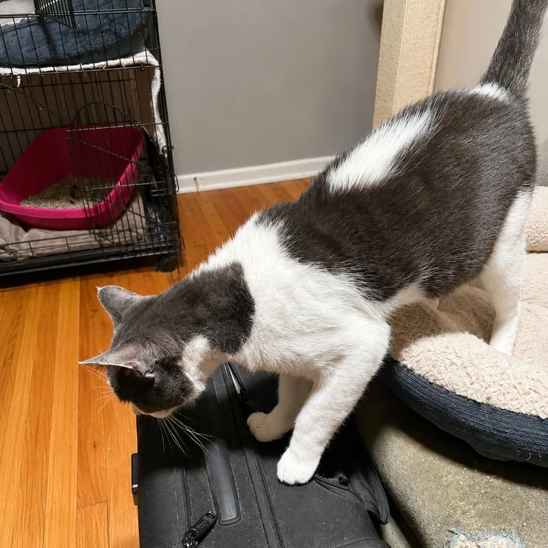 A young medium-sized male Gray & White American Shorthair cat named Charlie for adoption in North Hollywood, CA