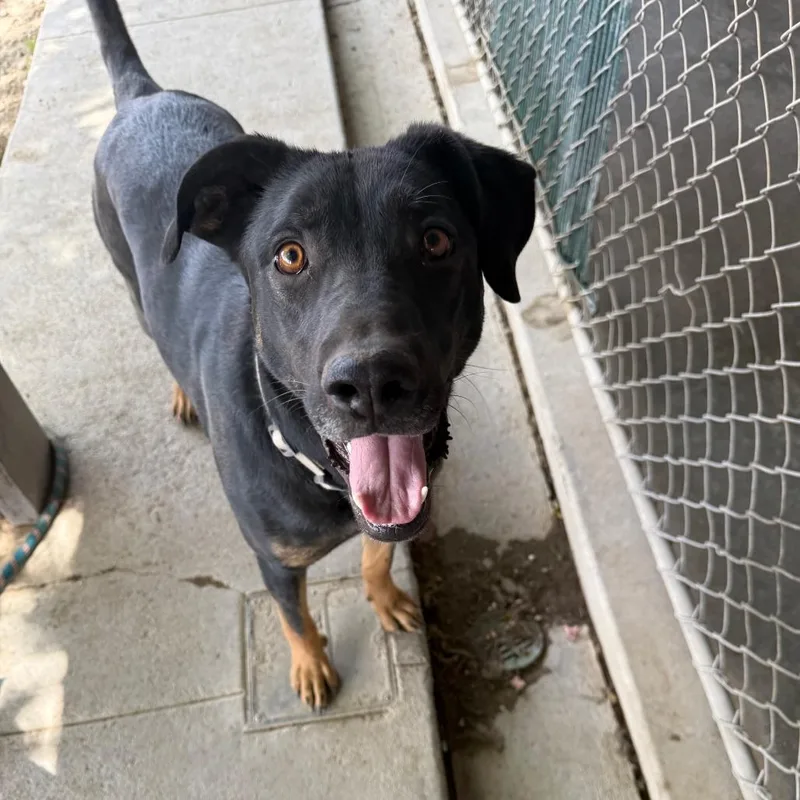 An adult small-sized female Black Shepherd dog named Bolt for adoption in Carlin, NV