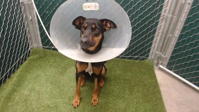 An adult large-sized female German Shepherd Dog dog named Fanny for adoption in Downey, CA