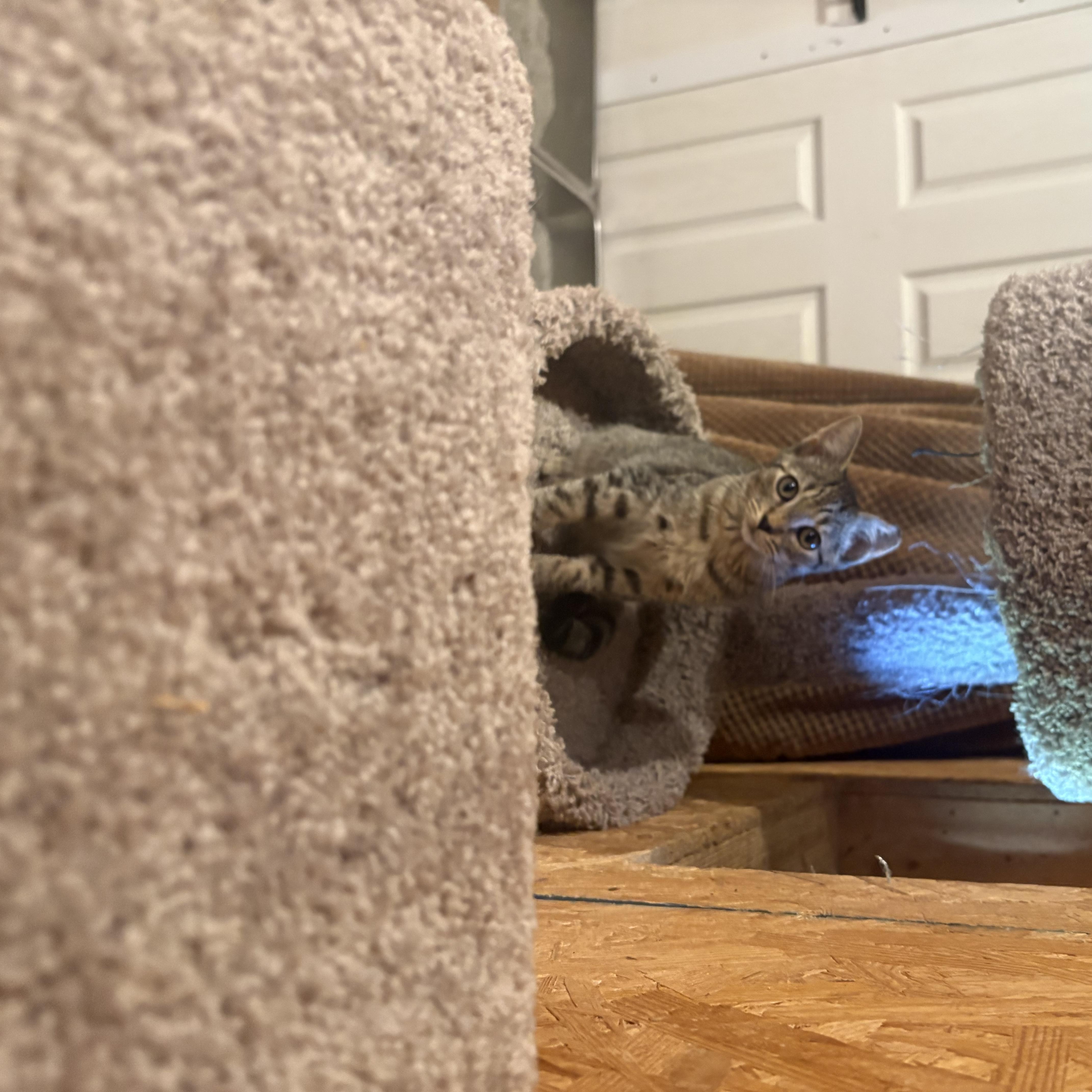 A young medium-sized male Tabby (Brown / Chocolate) Domestic Short Hair cat named JHope for adoption in Richmond, VA