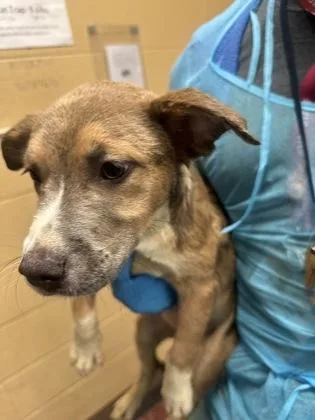 A baby large-sized female Brown / Chocolate Mixed Breed dog named Dunkin Donuts for adoption in Wichita, KS