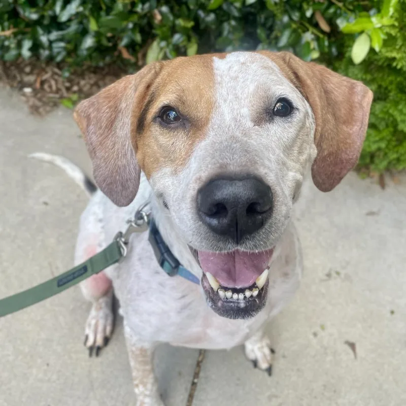 A senior large-sized female White / Cream Hound dog named Daisy for adoption in Fayetteville, GA