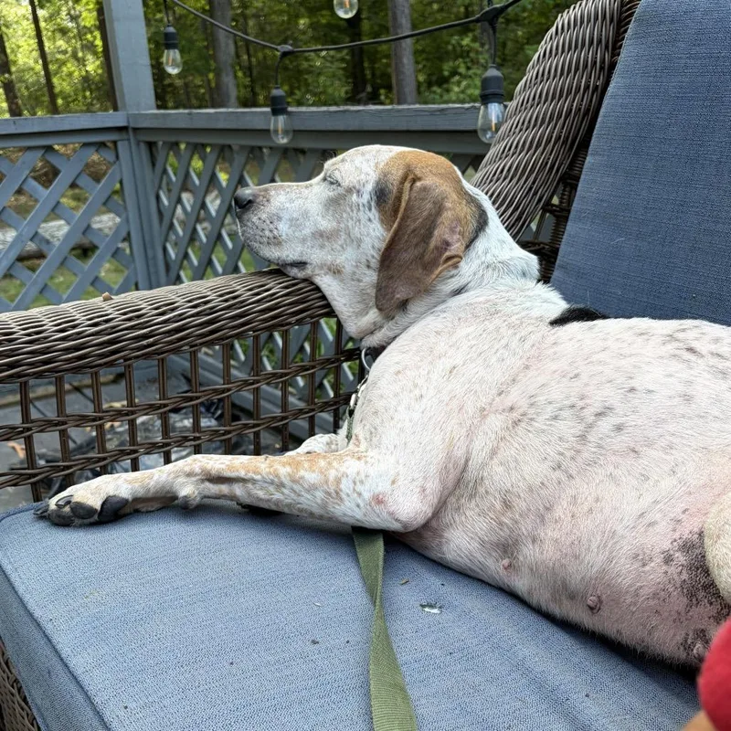Daisy thumbnail 5
