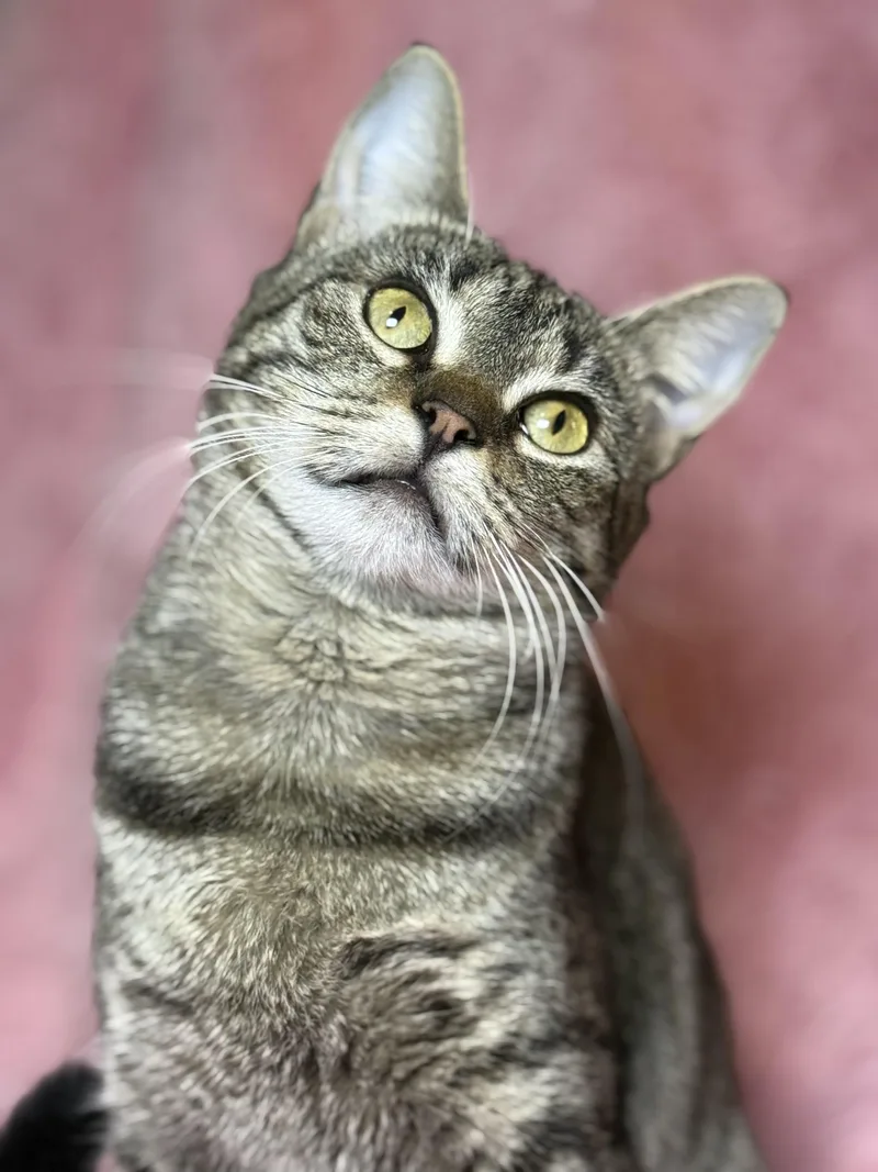 Campbells thumbnail 3