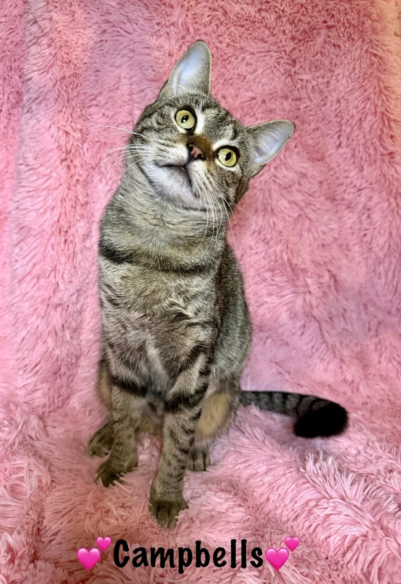 Campbells thumbnail 5