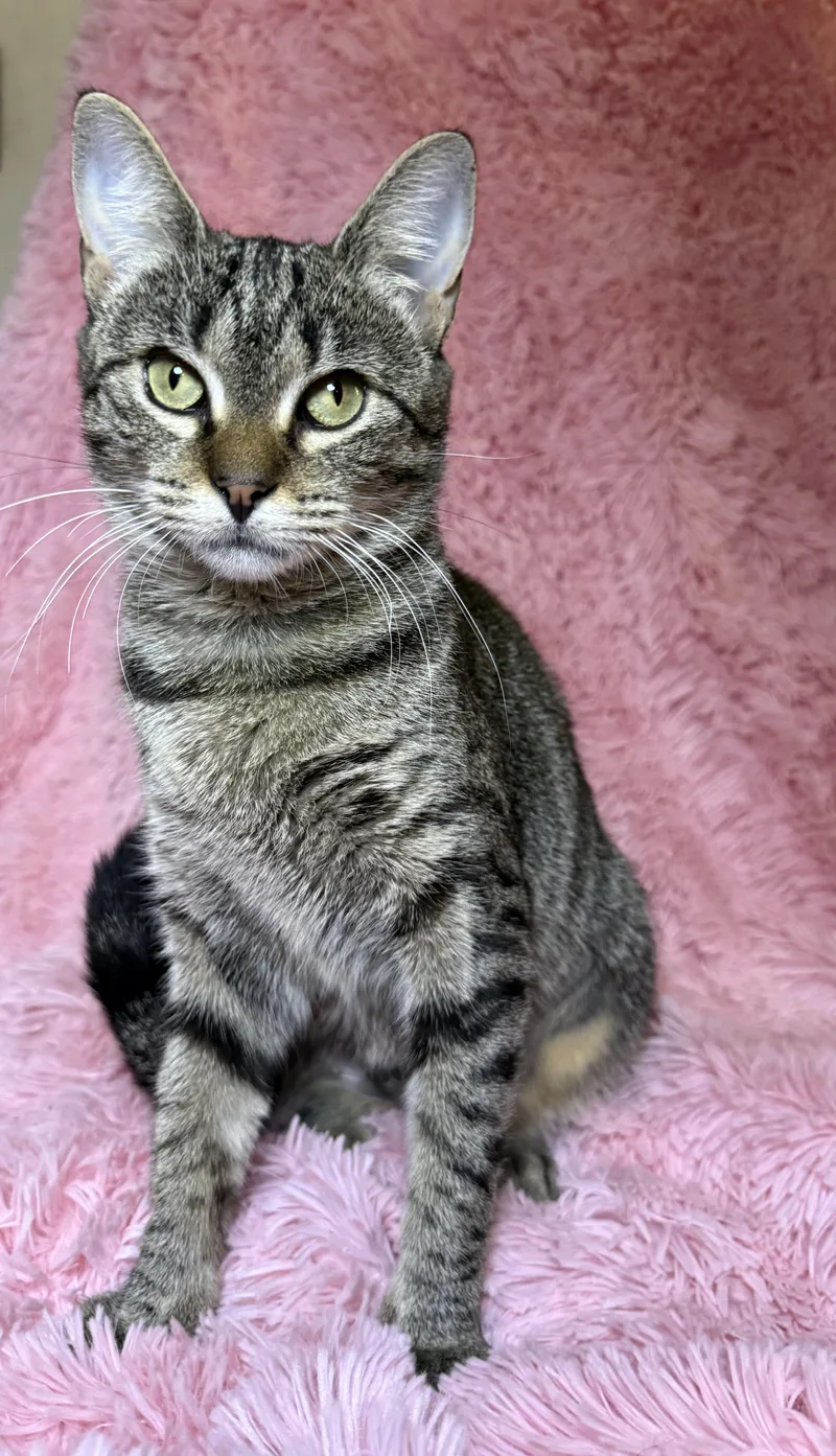 Campbells thumbnail 6