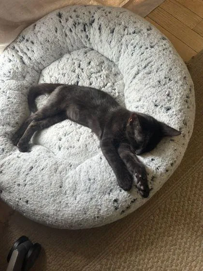 A baby small-sized male Domestic Short Hair cat named Haku for adoption in Ringoes, NJ