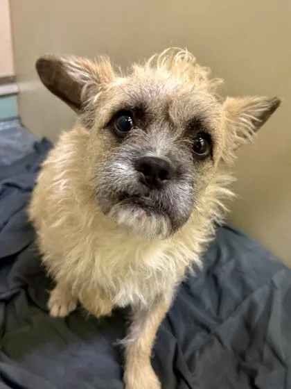 An adult small-sized male Mixed Breed dog named Pistachio for adoption in New Orleans, LA