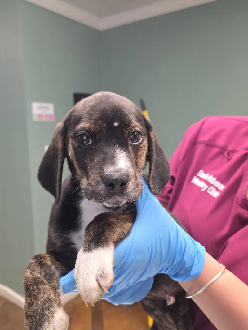 A baby small-sized male Beagle dog named Waylon for adoption in Conway, SC
