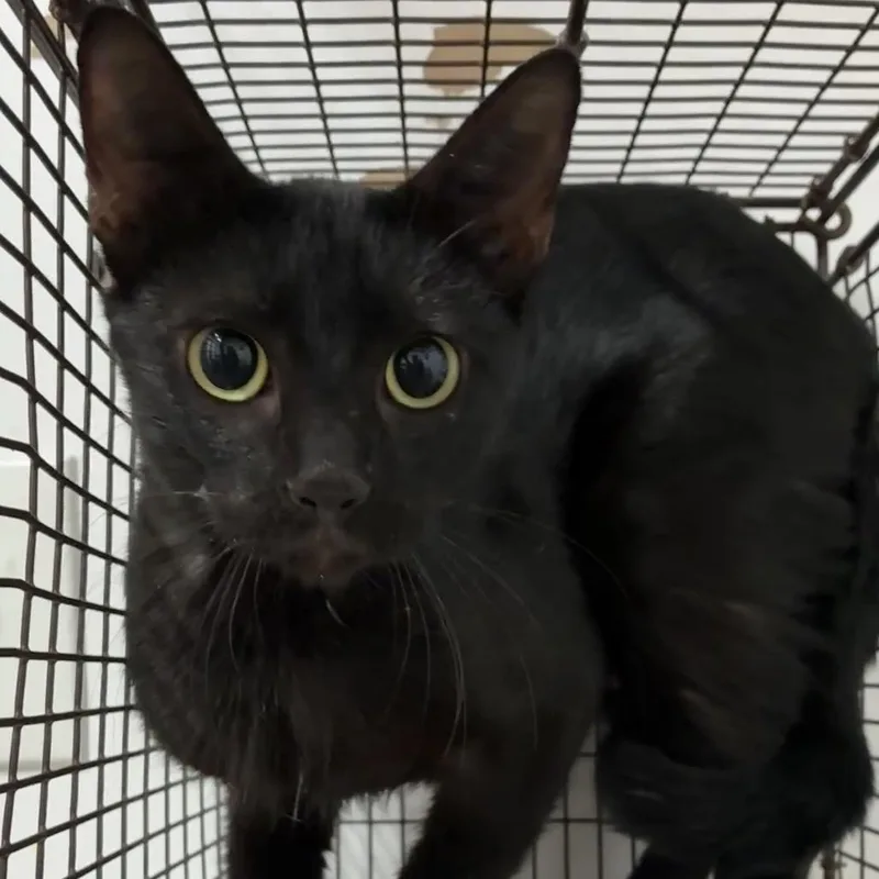 An adult medium-sized female Black Domestic Short Hair cat named Suli for adoption in Edinburg, TX
