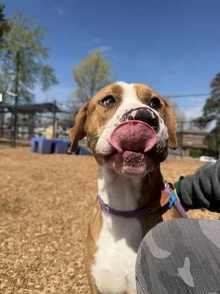 An adult extra large-sized male Mixed Breed dog named Igloo for adoption in Chamblee, GA