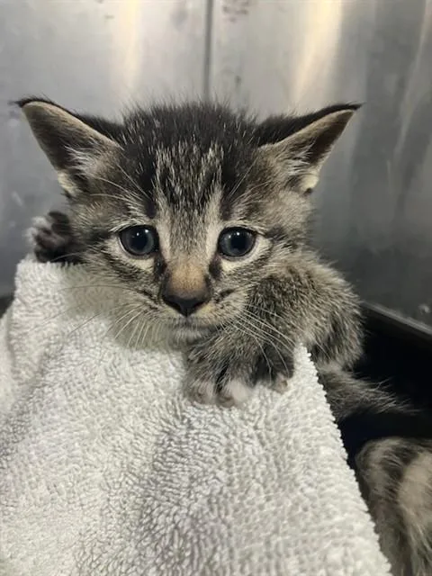 A baby small-sized male Domestic Short Hair cat named Saturn for adoption in Dallas, TX