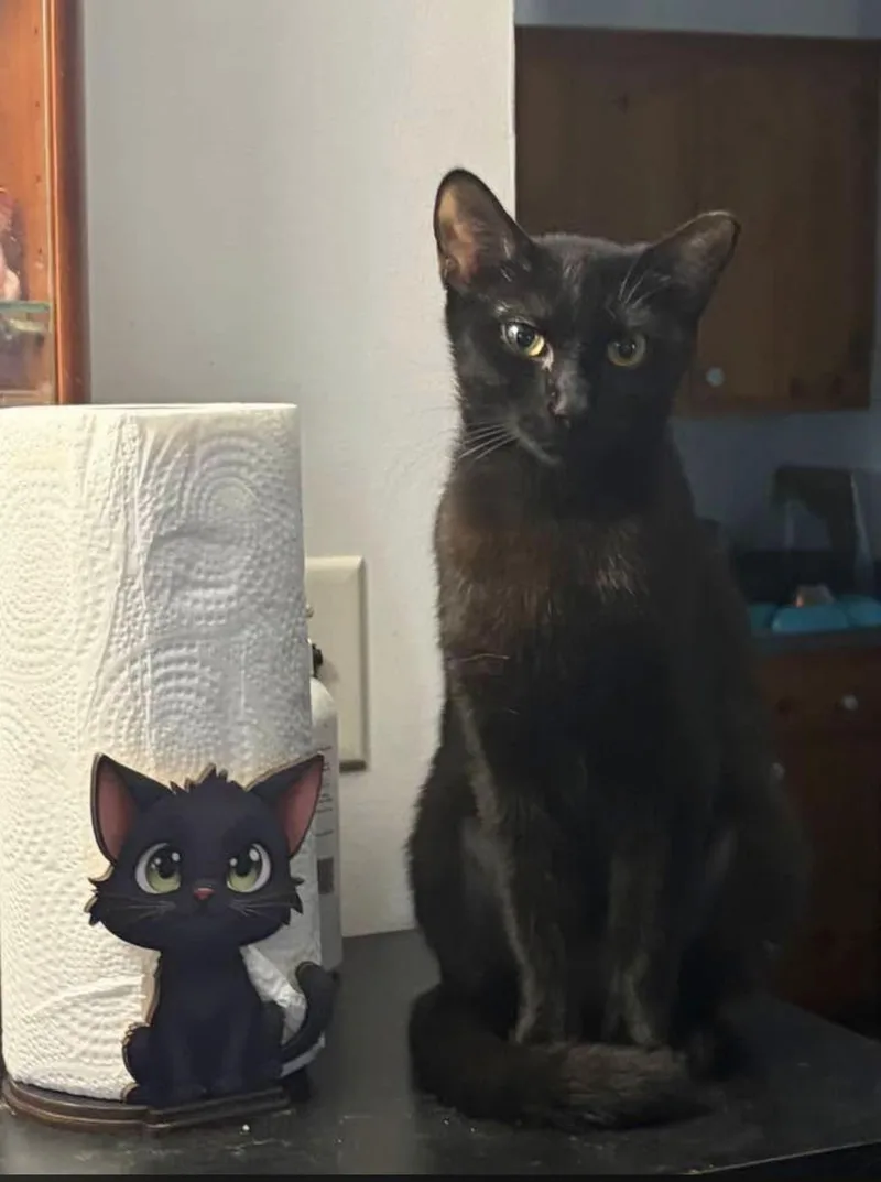 A young medium-sized female Domestic Short Hair cat named Kiki for adoption in York, PA