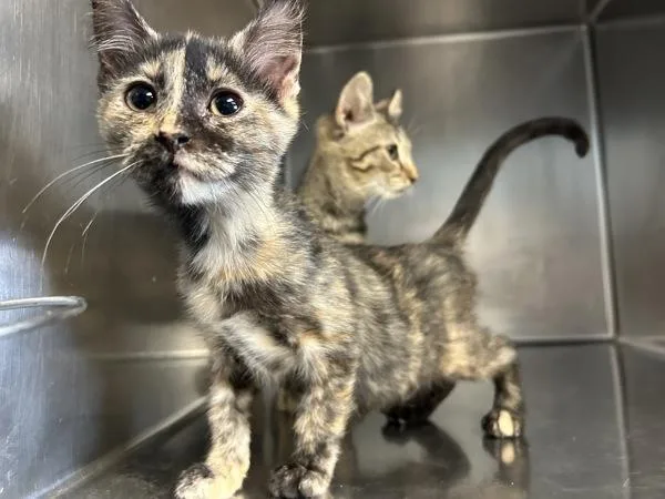 A baby small-sized male Domestic Short Hair cat named Lip for adoption in Richmond, VA