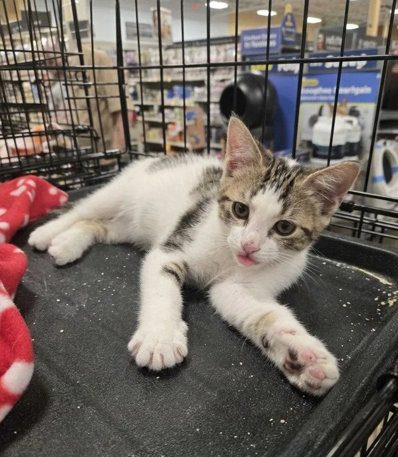 A baby medium-sized male Domestic Short Hair cat named Bullseye for adoption in Norwood, OH