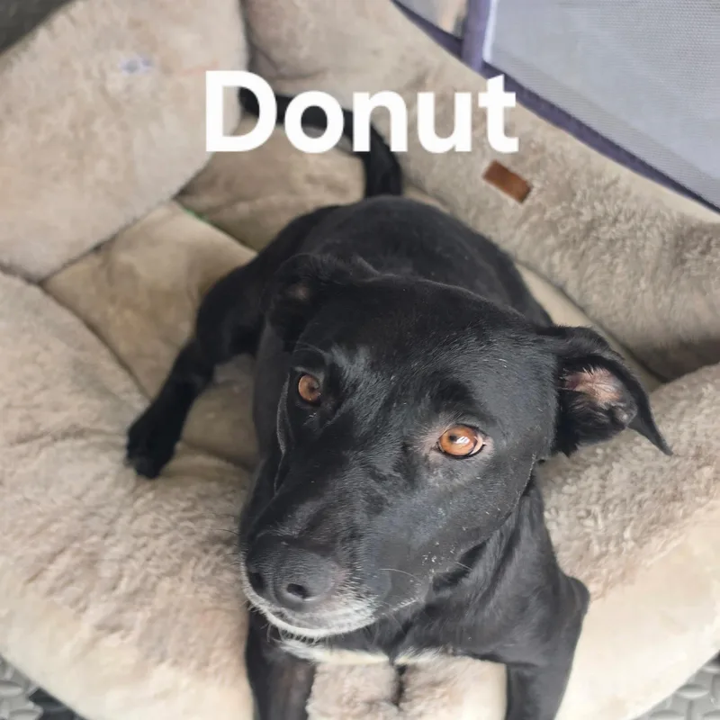 An adult medium-sized female Black Border Collie dog named Donut for adoption in Brentwood, CA