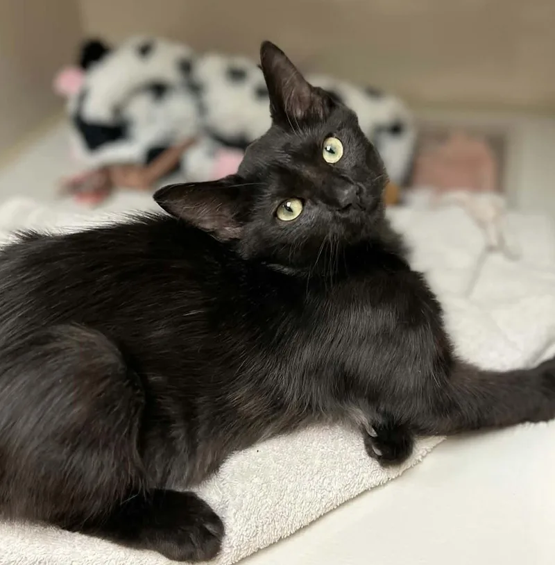 A young medium-sized male Black Domestic Medium Hair cat named Al for adoption in Larned, KS