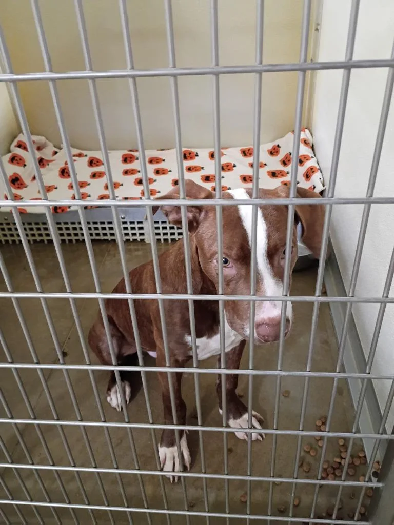 A baby medium-sized male American Staffordshire Terrier dog named Archie for adoption in Pierceton, IN