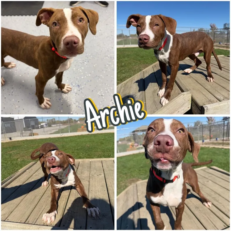 Archie thumbnail 6