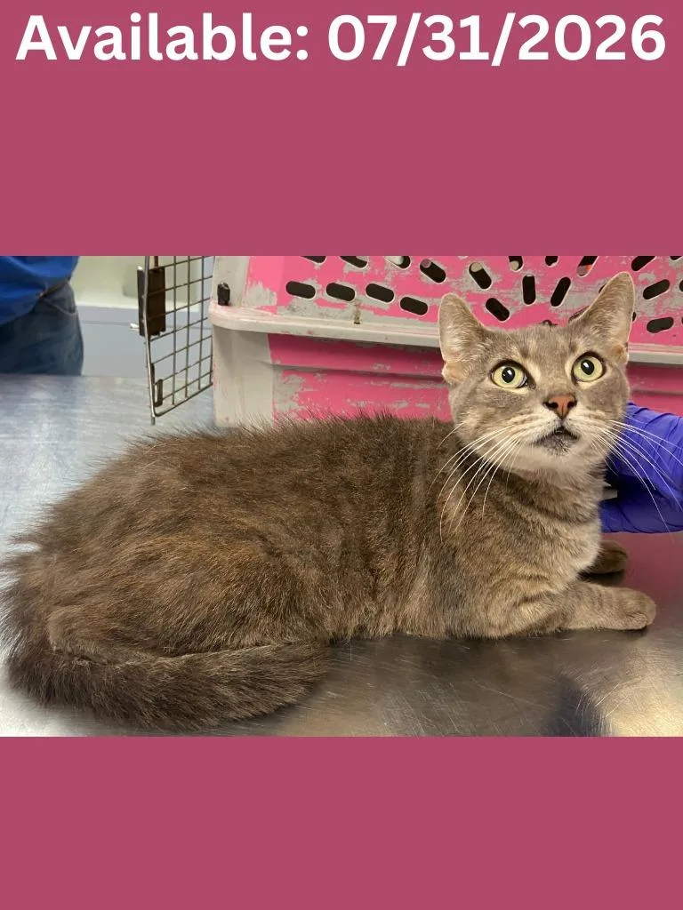 An adult large-sized female Domestic Short Hair cat named Cat Condo for adoption in Greenville, TX