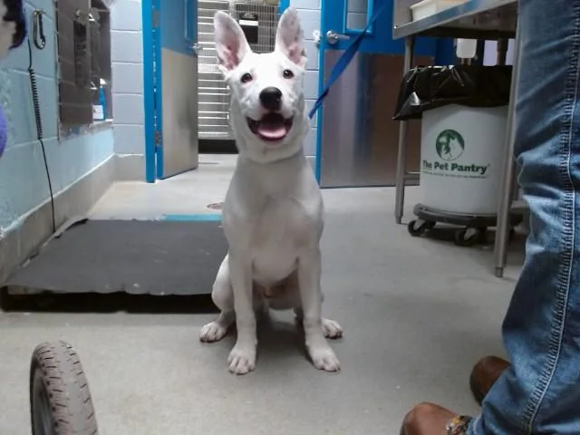 A baby medium-sized male Australian Cattle Dog / Blue Heeler dog named Tillamook for adoption in Albuquerque, NM