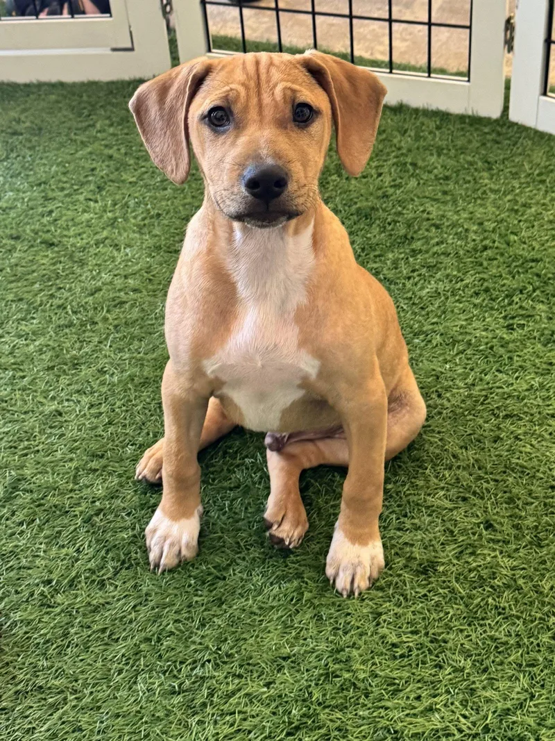 A baby medium-sized male Hound dog named Zack for adoption in Sanford, FL