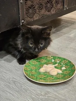 A baby small-sized female Domestic Medium Hair cat named Passion for adoption in West Chester, PA