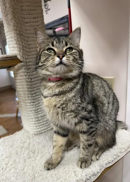 A young medium-sized female Tabby (Brown / Chocolate) Domestic Short Hair cat named Lj for adoption in Medina, OH