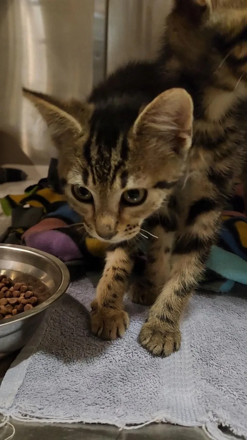 A baby medium-sized female Tabby (Brown / Chocolate) Domestic Short Hair cat named Independence for adoption in Charleston, SC