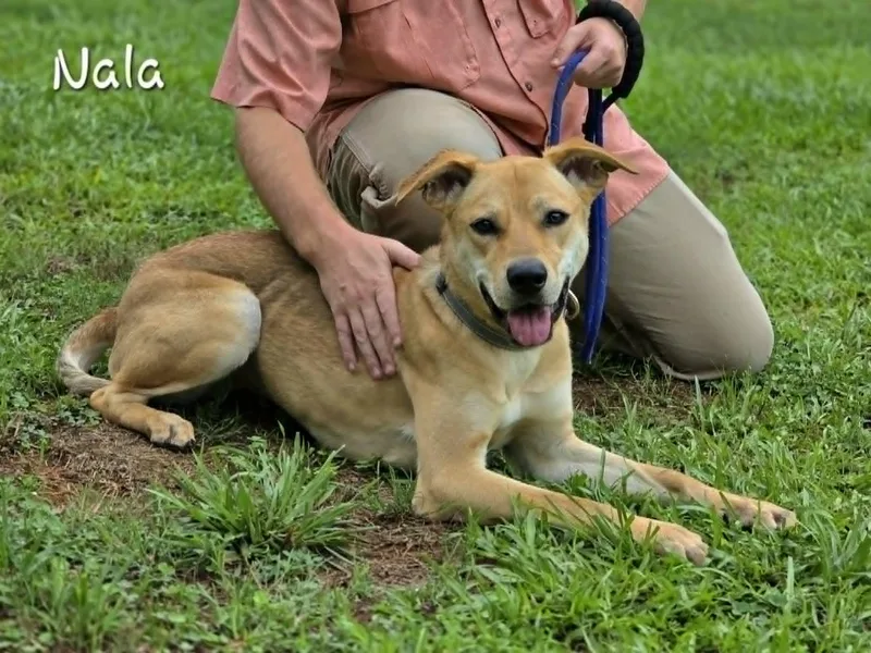 An adult medium-sized female Yellow / Tan / Blond / Fawn Labrador Retriever dog named Nala for adoption in Bishop, GA