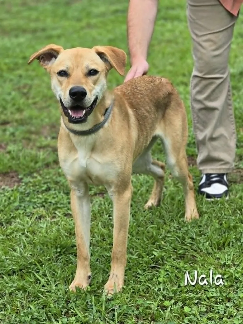 Nala thumbnail 2