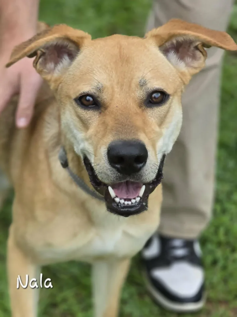 Nala thumbnail 3