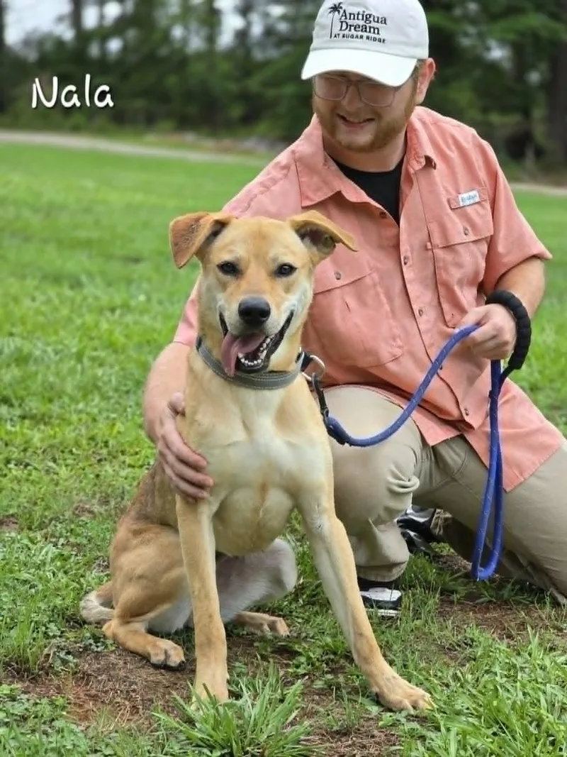 Nala thumbnail 5