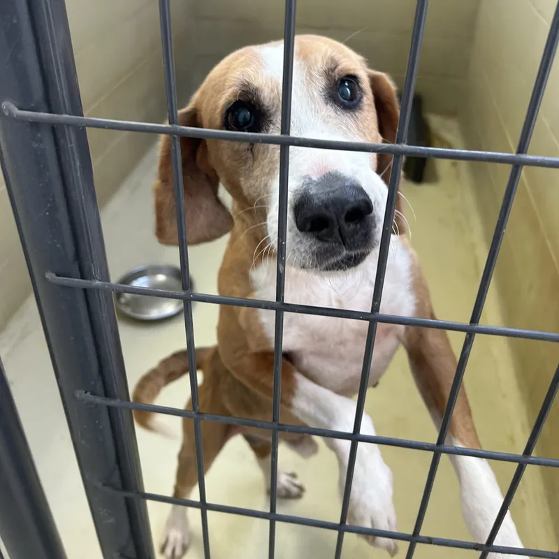 A senior medium-sized male Tricolor (Brown, Black, & White) Hound dog named Marshall Dillon for adoption in Clarksville, VA