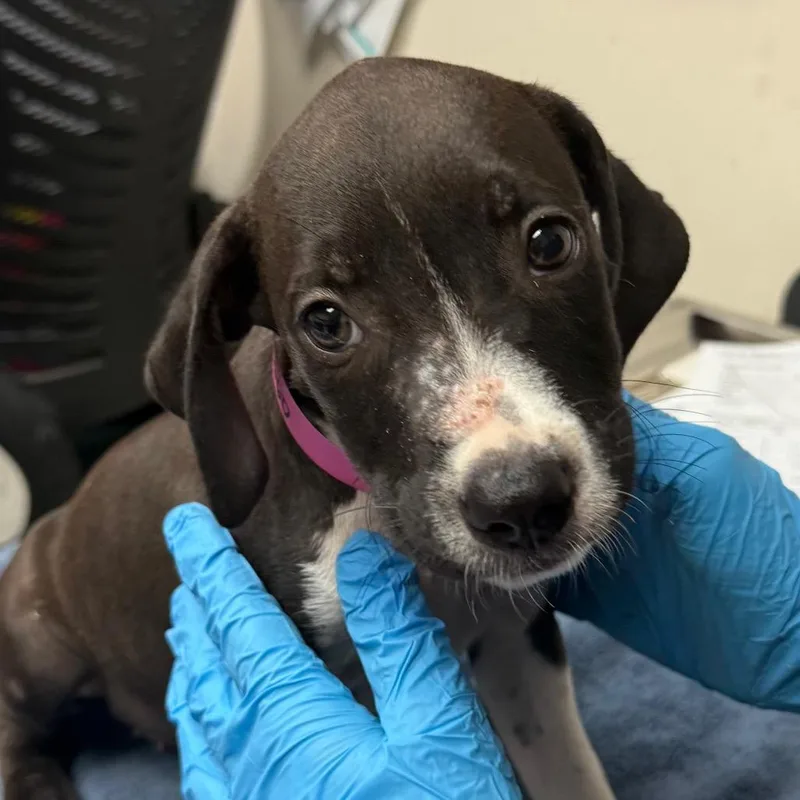 A baby small-sized female Gray / Blue / Silver Terrier dog named Belle for adoption in Lakeland, FL