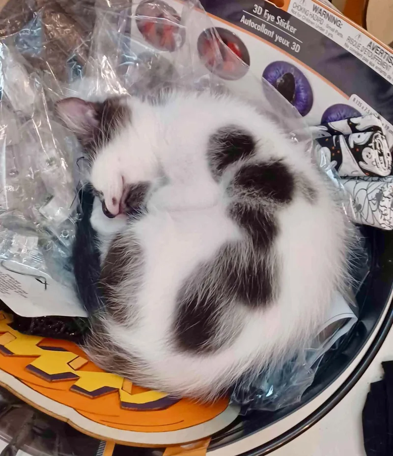 A baby medium-sized female Domestic Medium Hair cat named Willow for adoption in Arnold, MO