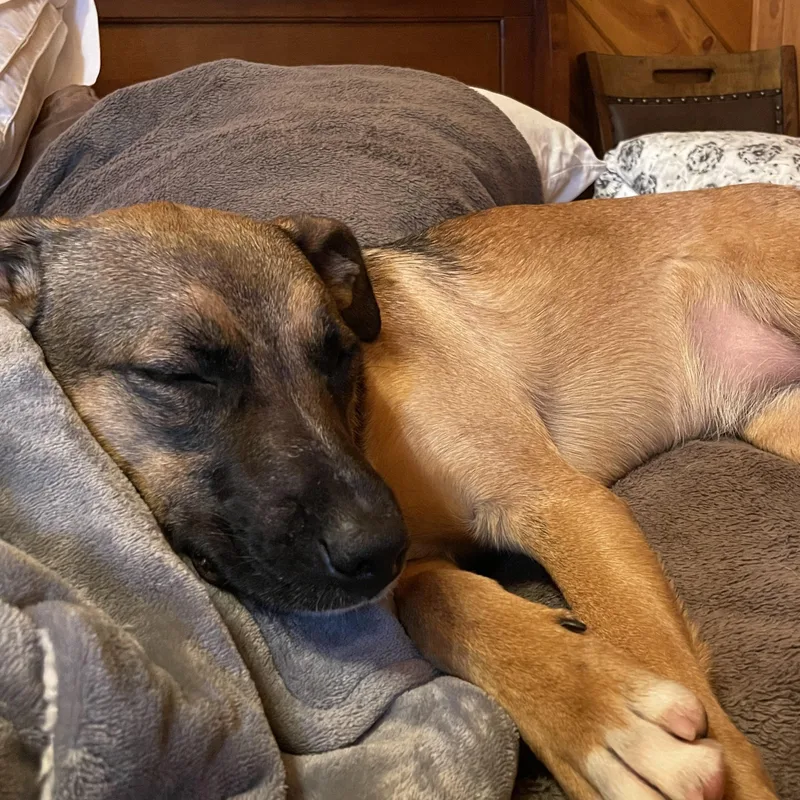 Denim Dazzle thumbnail 3