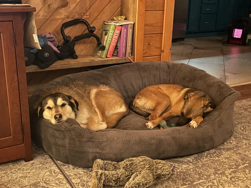 Denim Dazzle thumbnail 4