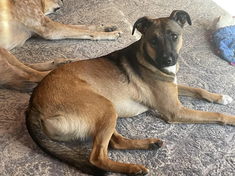 Denim Dazzle thumbnail 5