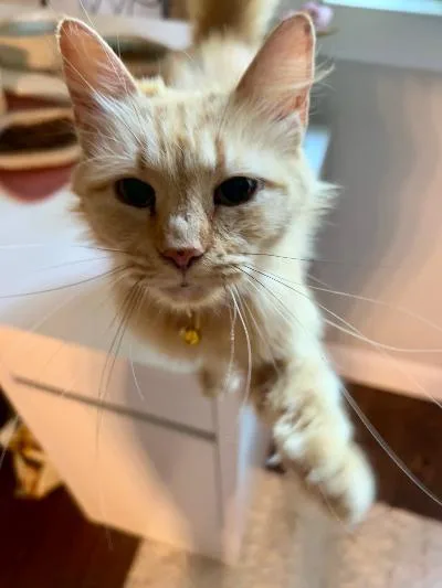 An adult medium-sized female Domestic Long Hair cat named Peach Cobbler for adoption in Mokena, IL